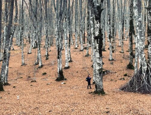 Scheda di segnalazione alberi monumentali