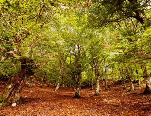 Ambiente e costi, chi paga? Idee e una proposta