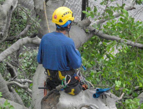 Gli alberi non si possono abbattere se non esiste un rischio per l’incolumità. Ecco la sentenza